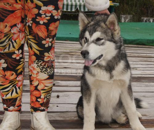 Красивая и породная девочка аляскинского маламута