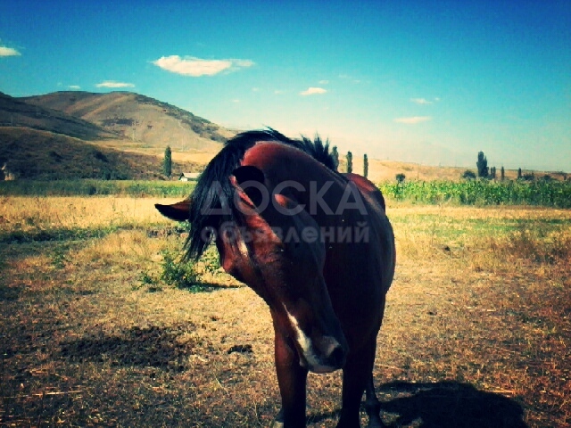 Продажа Жеребца!