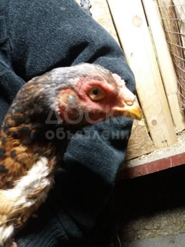 продаю бойцовых кур. дакан. продаю 
от 1500 сом
тел +996709600009 whatsapp