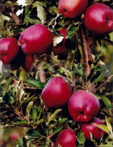 Местные карликовые и колонновидные яблони и груши.