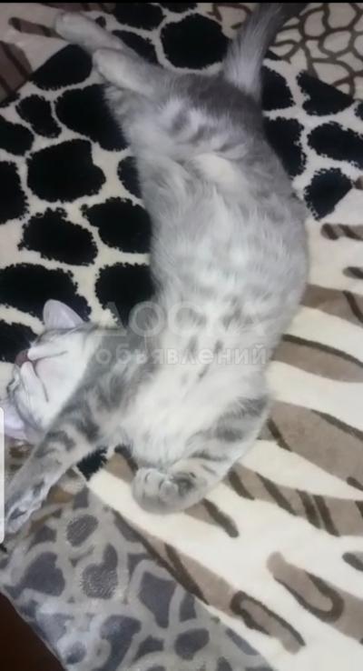 Продаю полупородистых котят