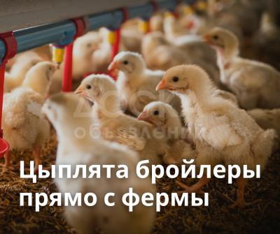 Цыплята бройлера прямо с фермы.
Оптом.