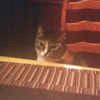 Отдаю кошку в хорошие руки