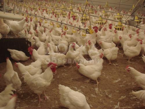 Коров голштино-фризской породы