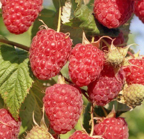 продаю саженцы малины,сорт зевс,ремонтантный.