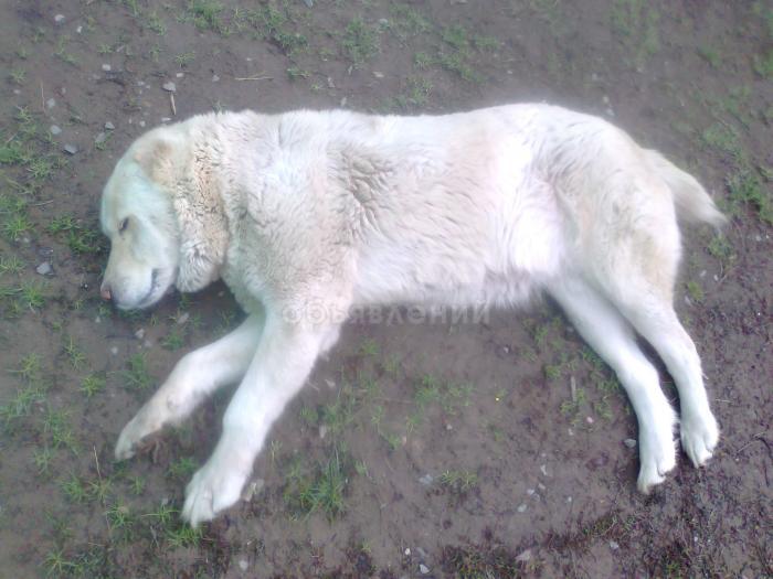 Срочно продаю алабая!