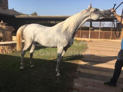 Sarab Bat Sachra AR арабская чистокровная кобыла