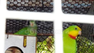 продаю попугаи