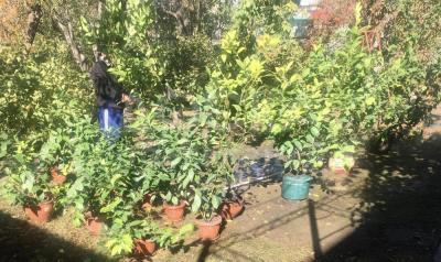 Продается саженцы лимонного дерево