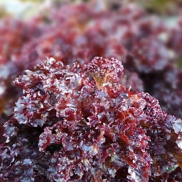 Предлагаем купить семена салата КS 101 F1 фирмы КИТАНО