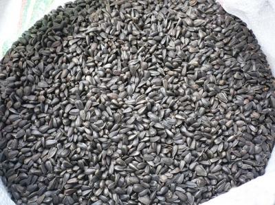 Семечка подсолнечника оптом масленичная по 15 сом за килограмм
