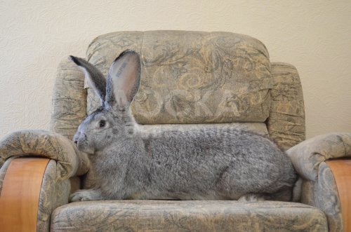 Продаются чистокровные кролики и крольчата породы (немецкий Ризен, бельгийский Фландр) европейских кровей