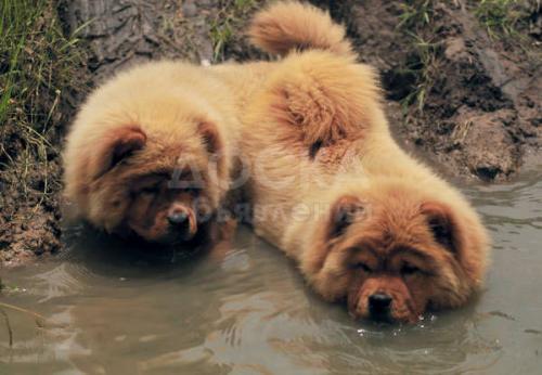 Срочно продаю щенят чау чау