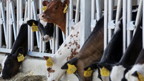 Разведение Животных