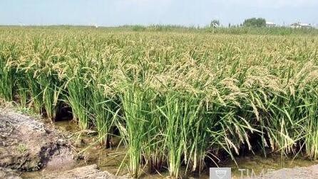 Иллюстрациялык сүрөт