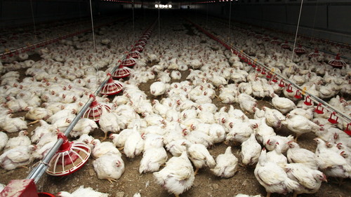 рынок птицы