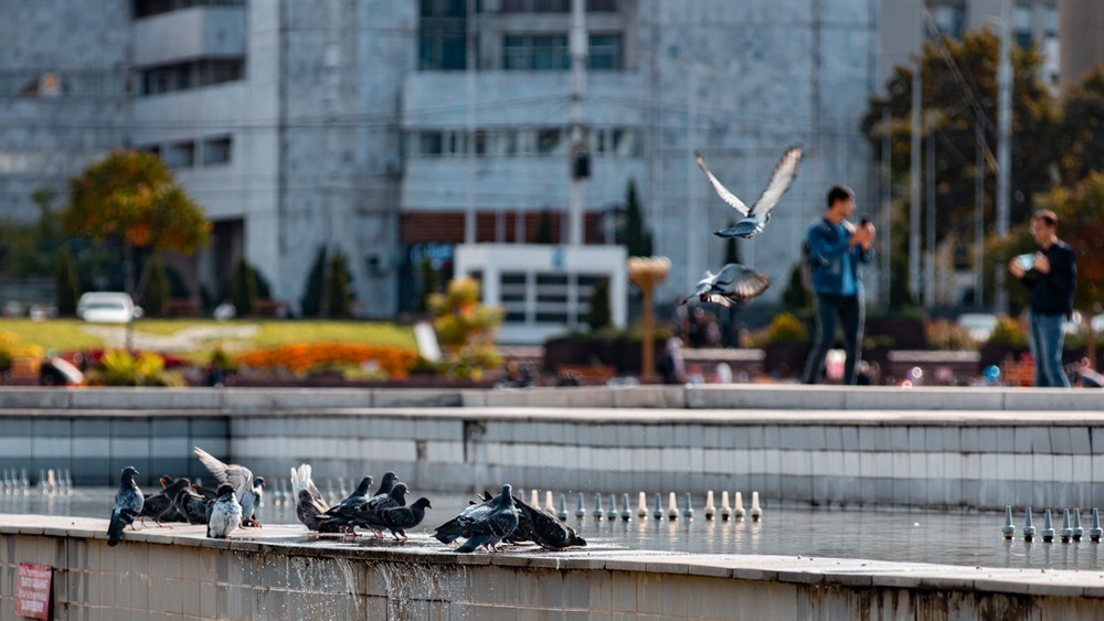 Автор: Владислав Ногай