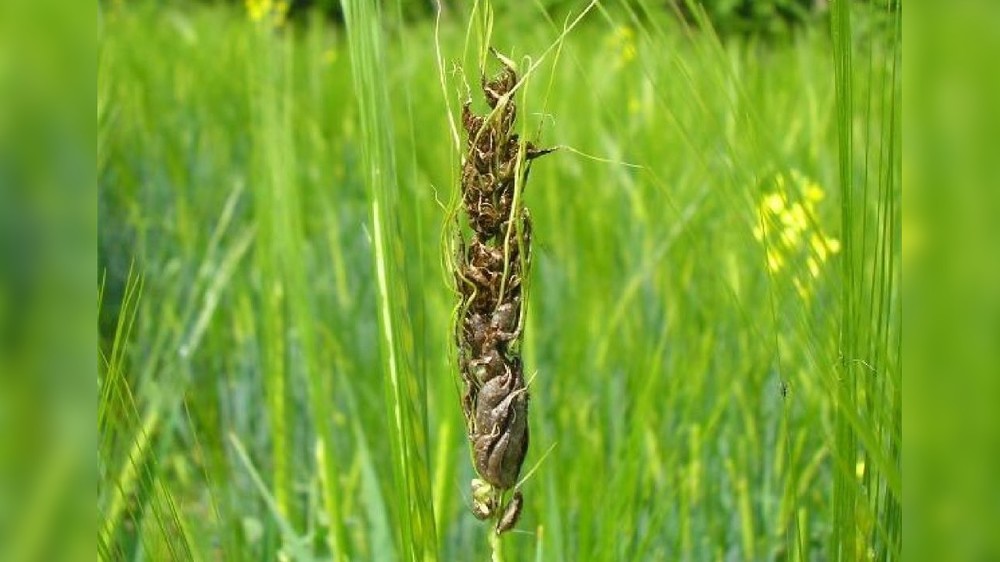Пыльная головня ячменя (иллюстративное фото)
