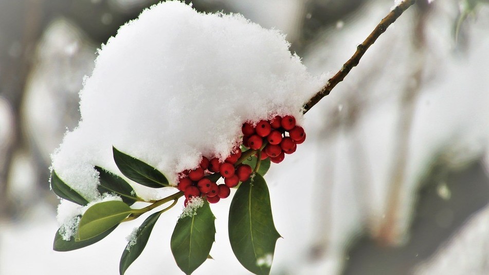 Иллюстративное фото