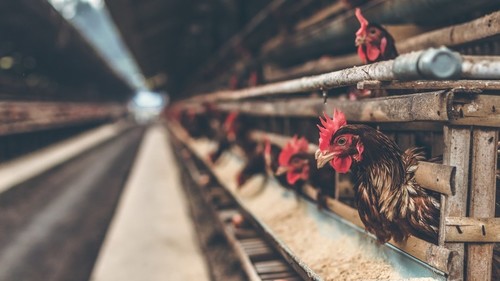 мясные полуфабрикаты