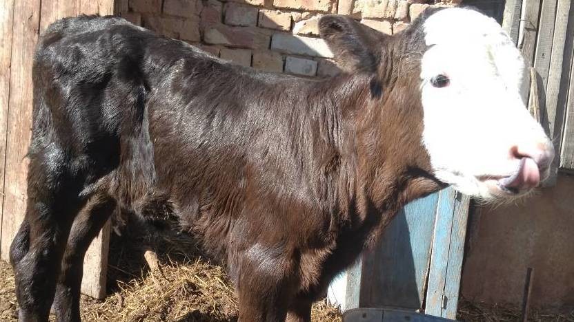 Иллюстративное фото