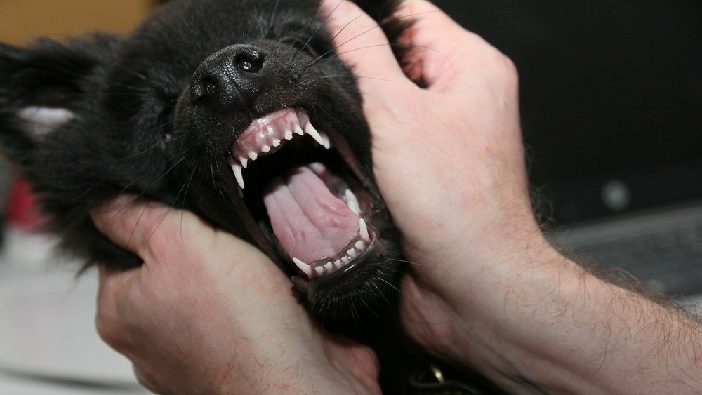 Иллюстративное фото