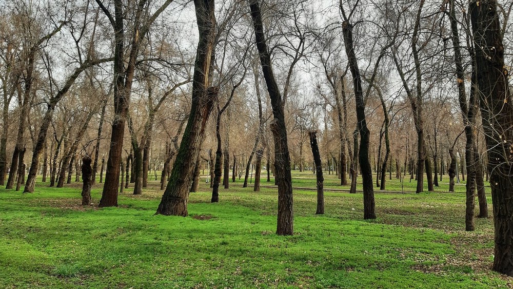 Иллюстрациялык сүрөт