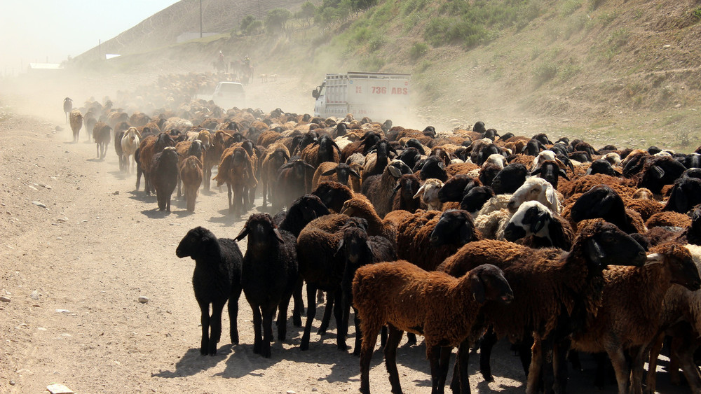 Перегон скота на летние пастбища