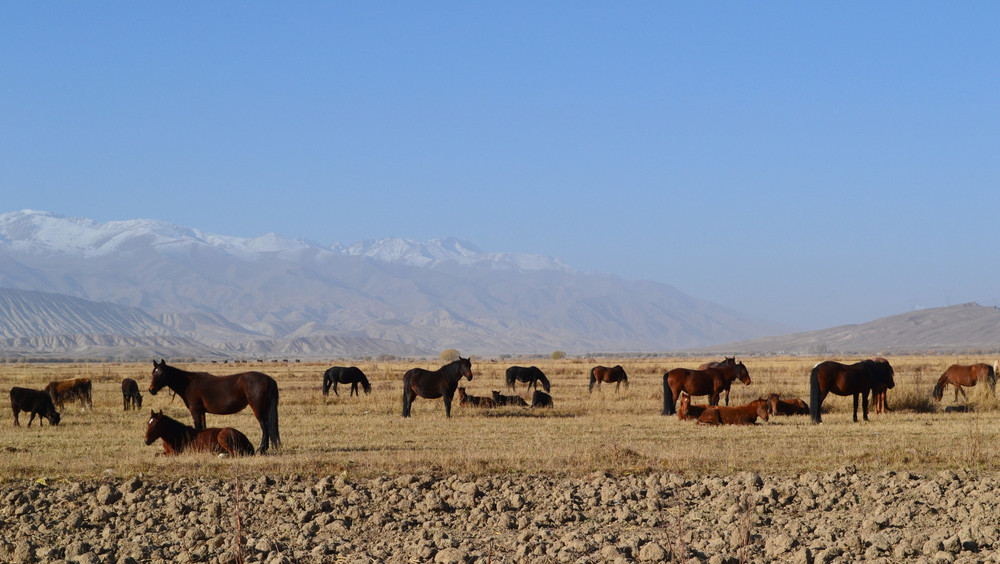 Кочкорская долина: основной источник дохода сельчан - скотоводство