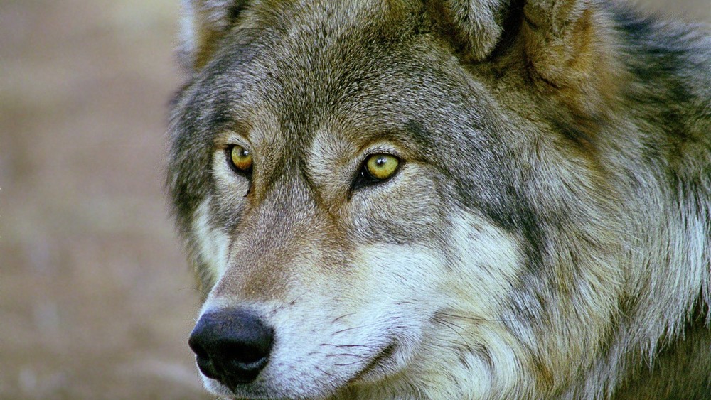 Иллюстрациялык сүрөт