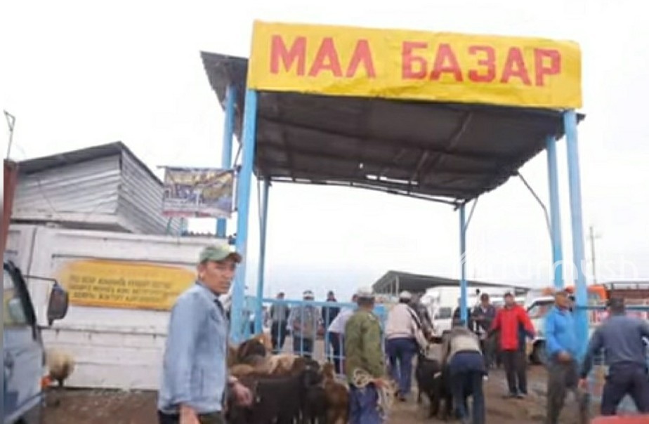 Скотный рынок Токмока