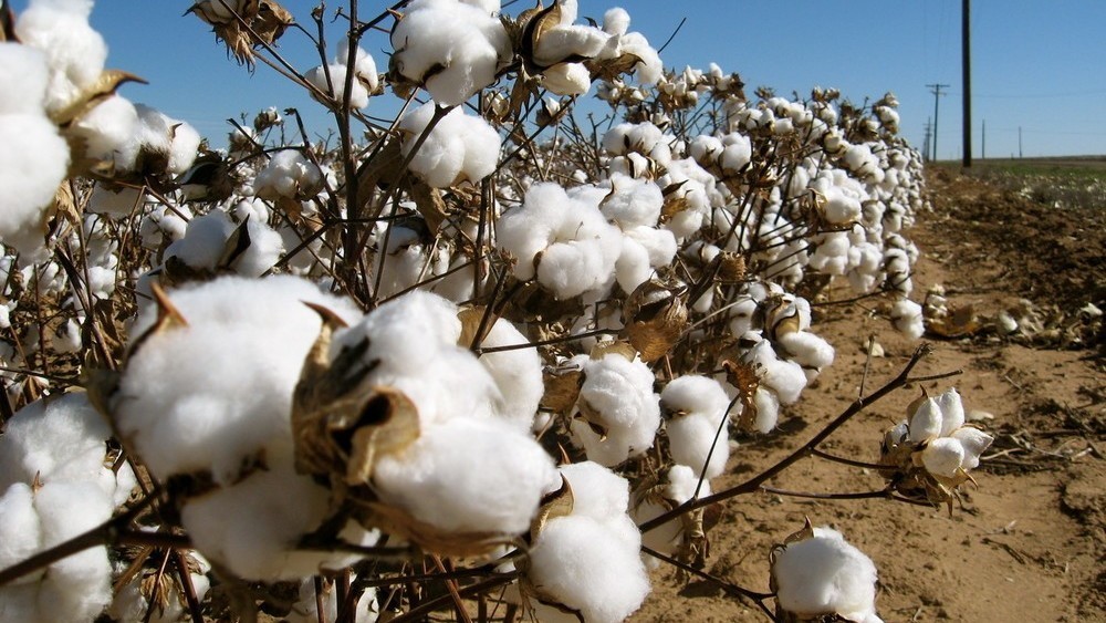 Иллюстрациялык сүрөт