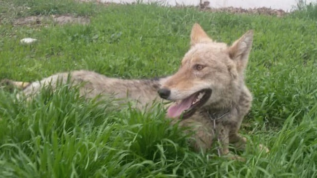 Чыңгыз Сейитбеков баккан карышкыр