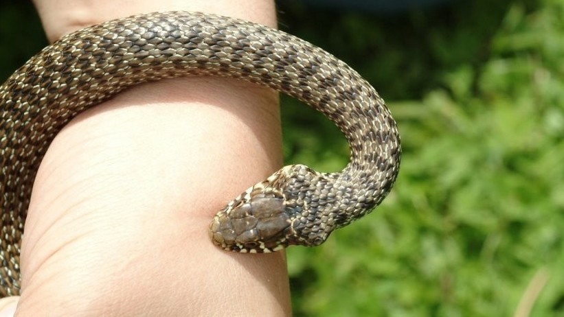 Иллюстративное фото