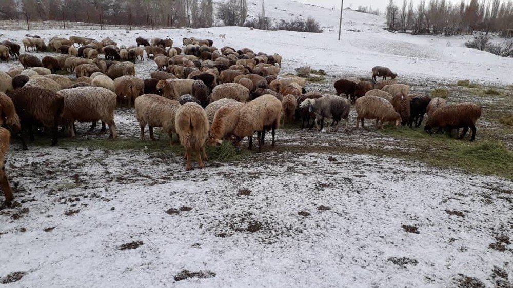 Иллюстрациялык сүрөт