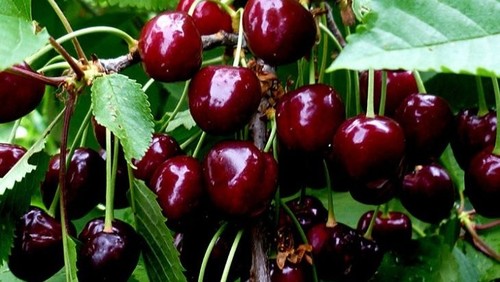 Экспорт Черешни