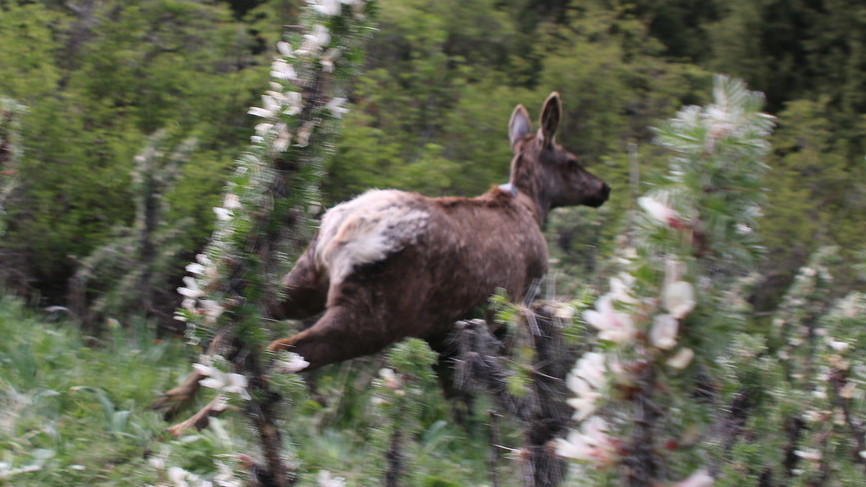 Марал Жылдыз