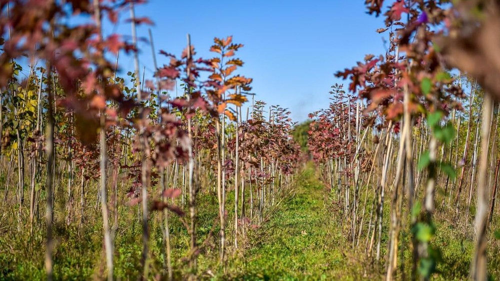 Иллюстрациялык сүрөт