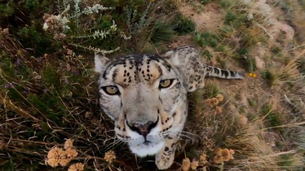 Кадр из видео