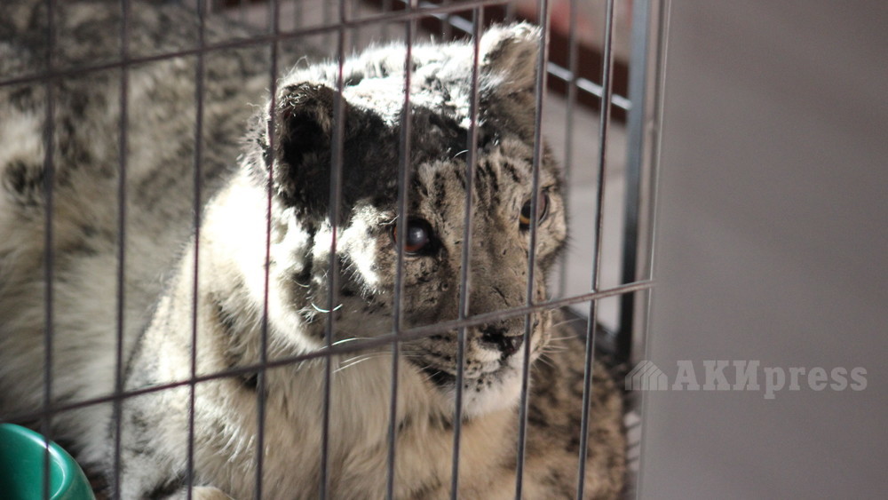 Барсенок Жаабарс