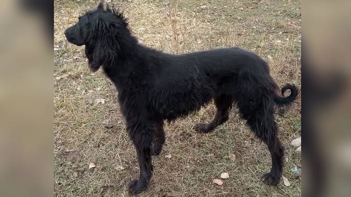 Иллюстрациялык сүрөт