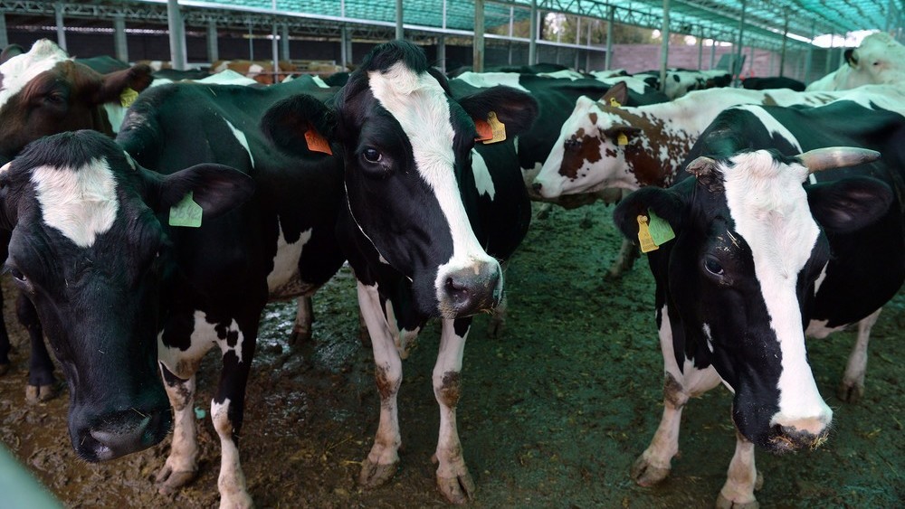 Иллюстрациялык сүрөт