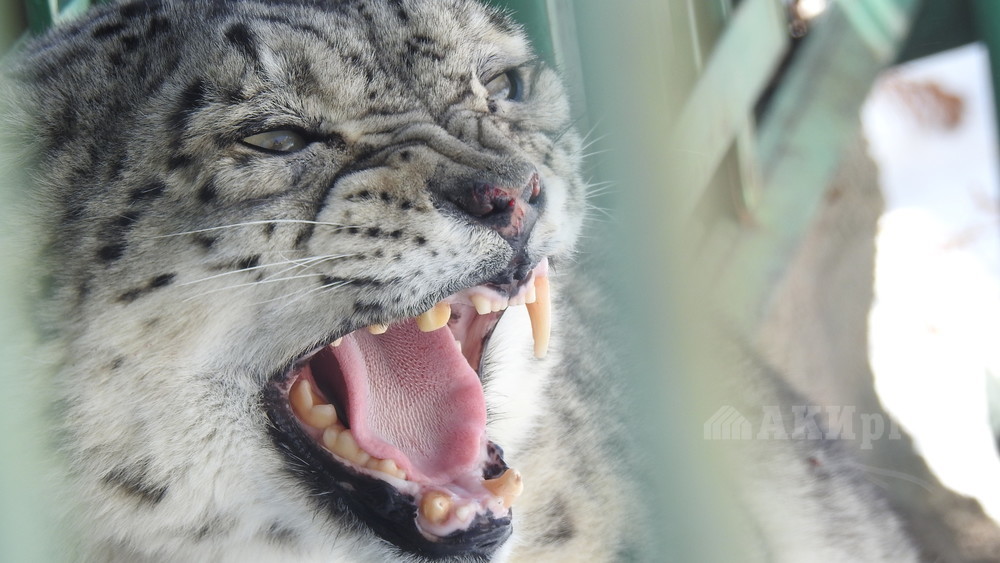 У Акмоор отсутствуют три передних клыка