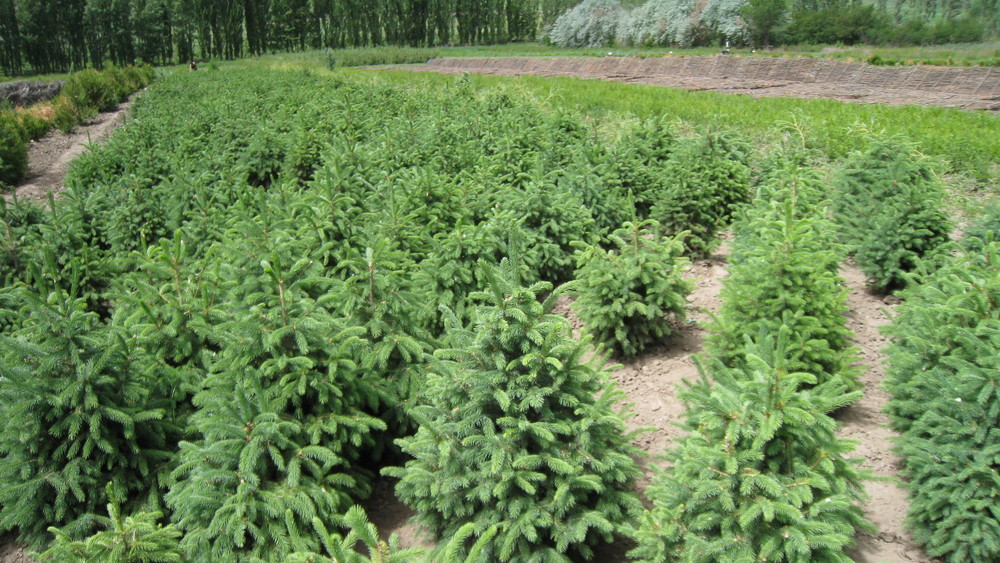 Иллюстративное фото