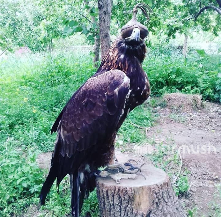 Беркут Чагылган