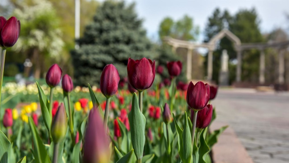 Иллюстрациялык сүрөт