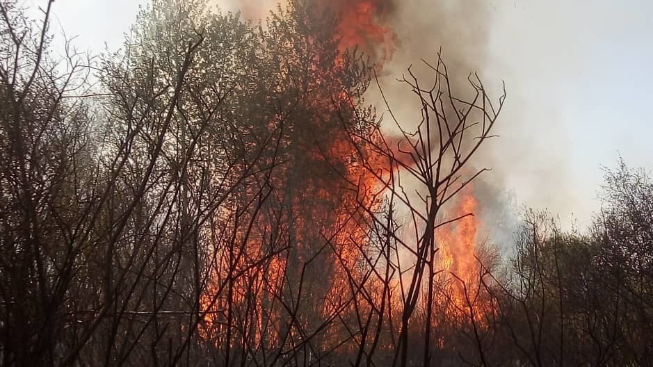 Иллюстрациялык сүрөт