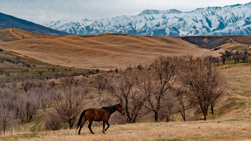 Владислав Ногай