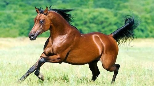 чистокровная лошадь