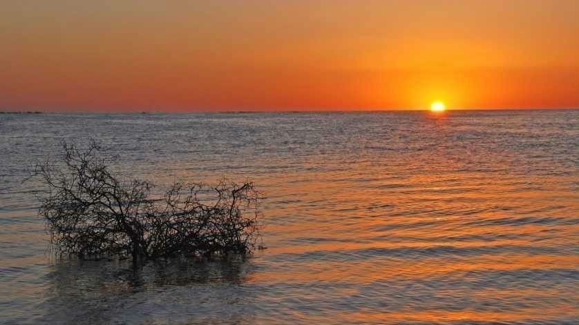 Иллюстрациялык сүрөт